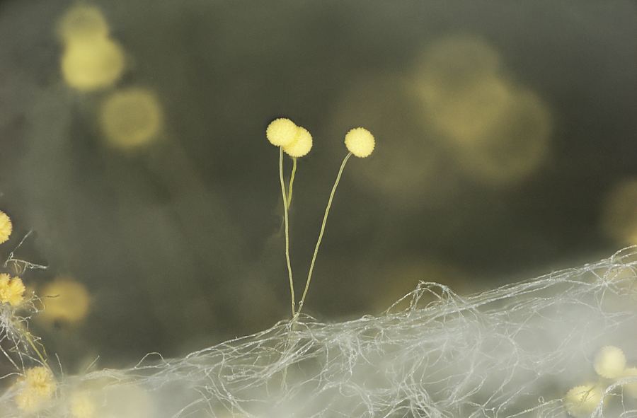 Fungal isolate from MUFASA collection