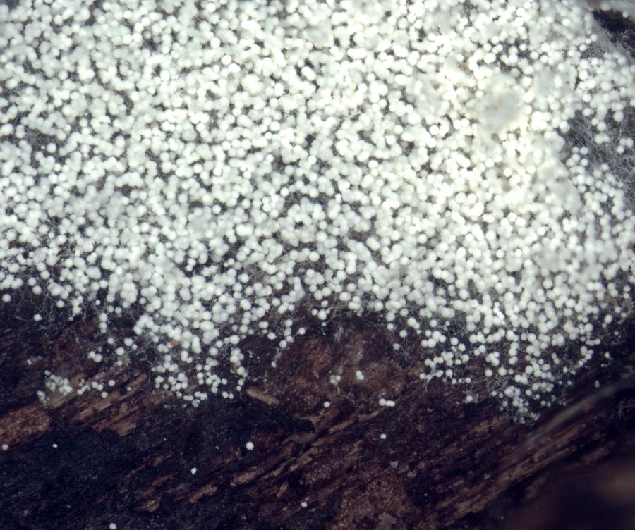 Fungal isolate from MUFASA collection