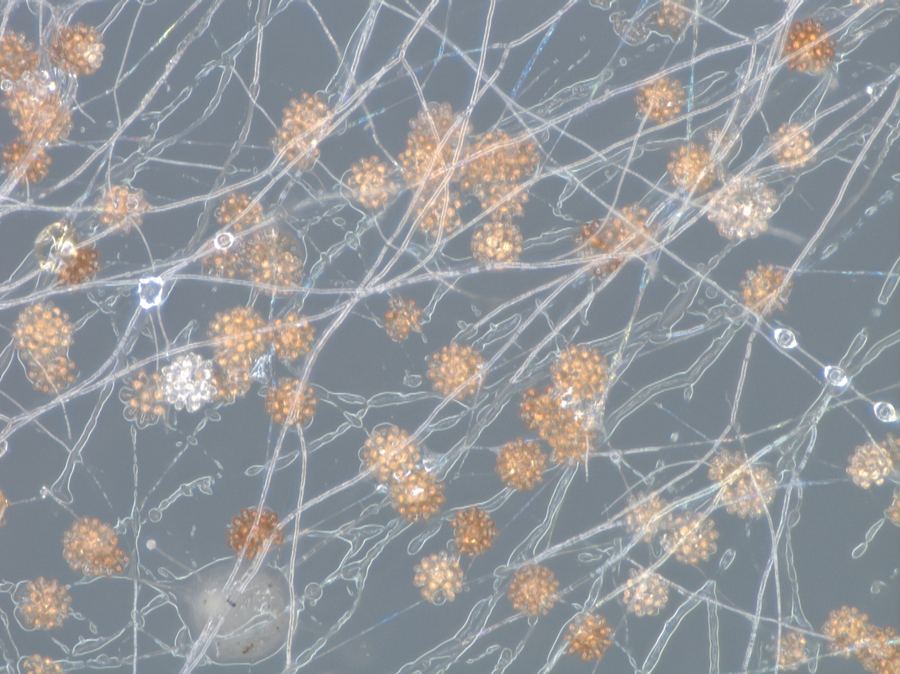 Fungal isolate from MUFASA collection