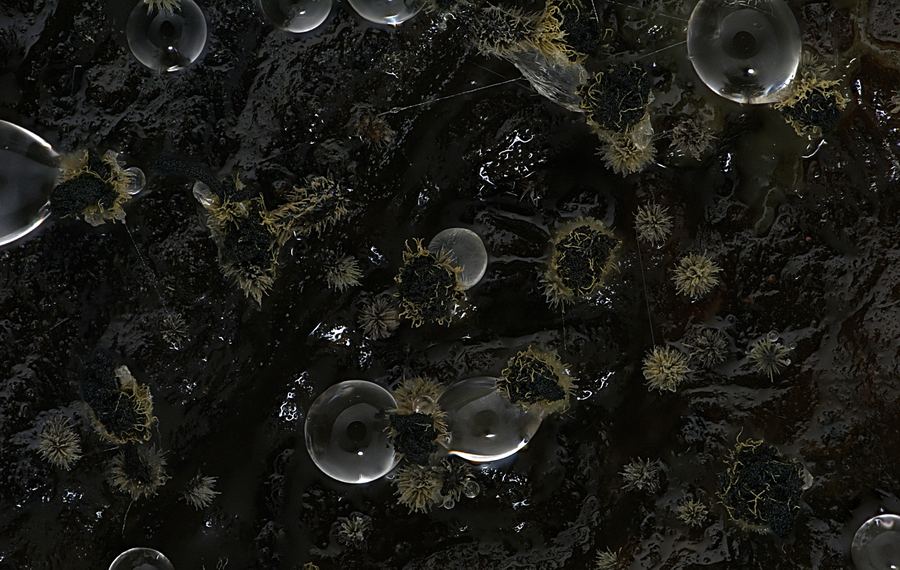 Fungal isolate from MUFASA collection