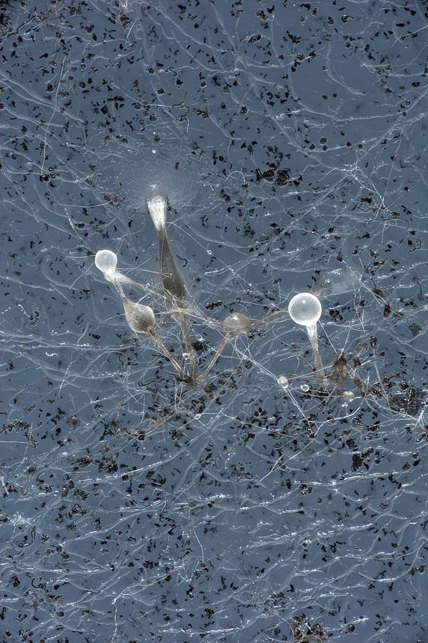 Fungal isolate from MUFASA collection