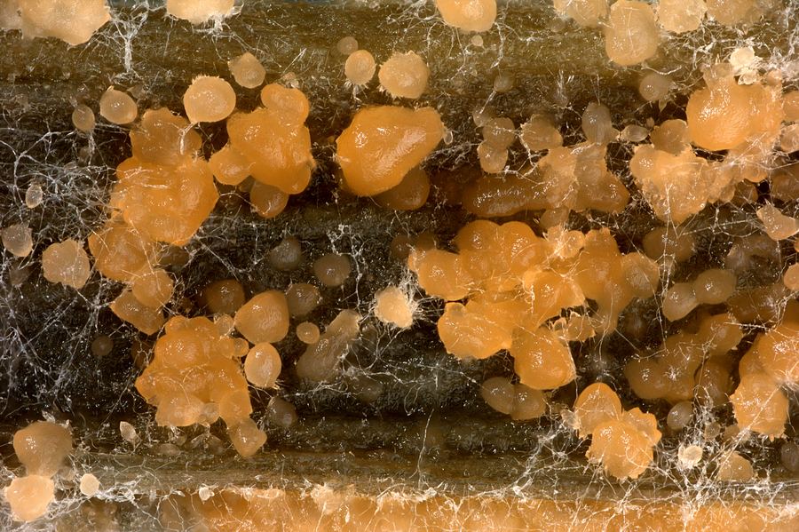 Fungal isolate from MUFASA collection