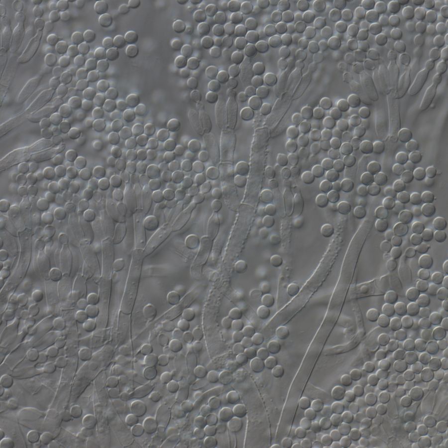 Fungal isolate from MUFASA collection