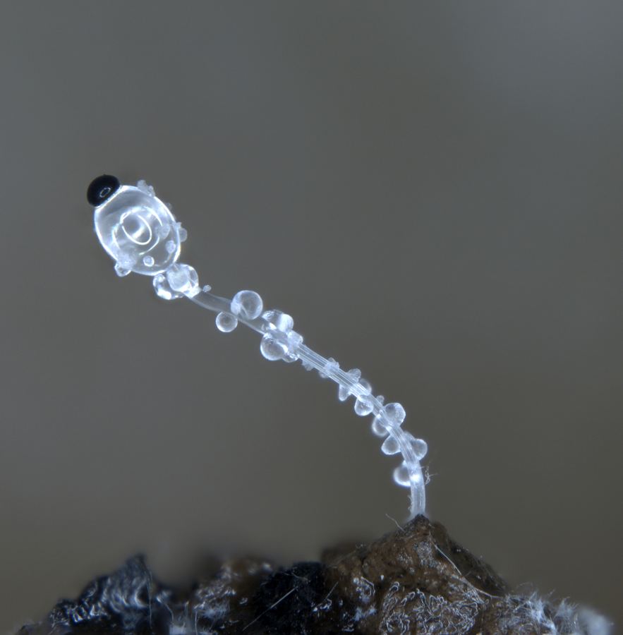 Fungal isolate from MUFASA collection