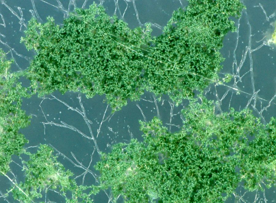 Fungal isolate from MUFASA collection