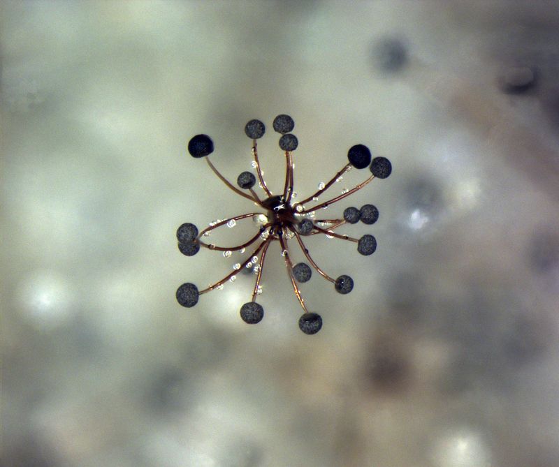 Fungal isolate from the MUFASA collection